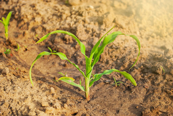 Young bush of corn on a bright sunny day. Flashes of light.