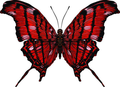beautiful red butterfly vector fly 
