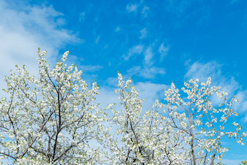 Blossom cherry branches on the blue sky with clouds background