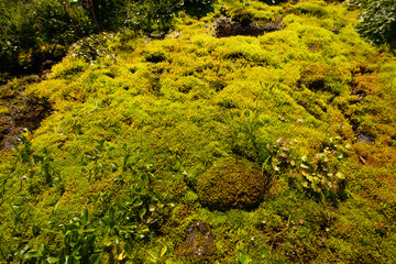 Forest moss