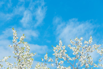 Blossom cherry branches on the blue sky with clouds background