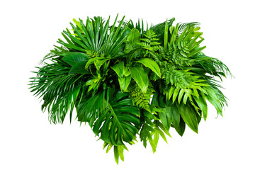 Group Green leaves tropical foliage plant bush of philodendron, dracaena and fern floral arrangment nature backdrop isolated on white background, clipping path included. - obrazy, fototapety, plakaty
