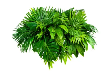 Poster Group Green leaves tropical foliage plant bush of philodendron, dracaena and fern floral arrangment nature backdrop isolated on white background, clipping path included. © eakarat