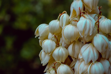 Flores blancas nostálgicas de asia