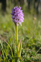 Naklejka premium dreizähniges knabenkraut orchis tridentata standort nähe roßbach in nordhessen