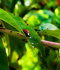 ladybug 