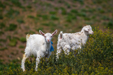 Obraz premium ??? Little goat, a kid grazes in a green meadow