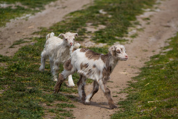 Obraz premium ??? Little goat, a kid grazes in a green meadow