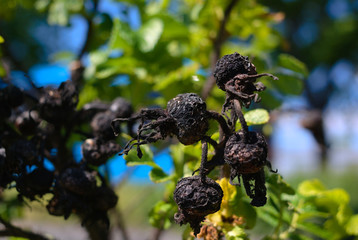 vergänglichkeit und neues leben , alte hagebutten vom vorjahr mit neuem laub im hintergrund