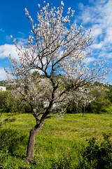 Almendro en flor con azul cielo y pasto verde