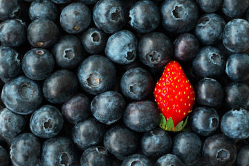 Be different concept. One strawberry among blueberries. Top view.