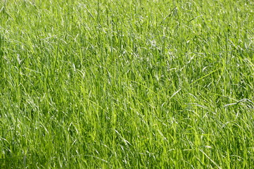 green grass background