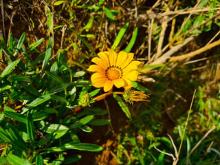 yellow dandelion flower