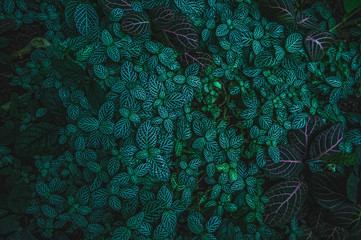 fittonia verschaffeltii