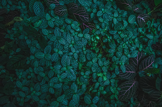 fittonia verschaffeltii