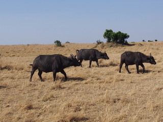 Obraz premium Buffalo walking in the plains of Masai Mara National Reserve during a wildlife safari, Kenya