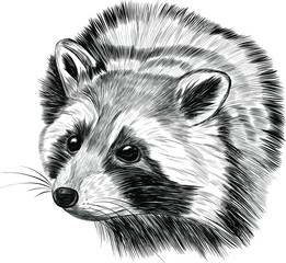 raccoon small animal cute fluffy realistic black and white