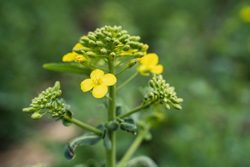 Yellow rapeseed close-up plant rapeseed on yellow background