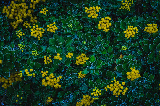 Chrysanthemum pacificum