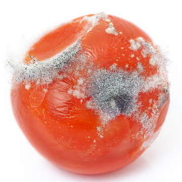 Red Raw Tainted Bad Tomato With Tiny Spores Of Fungus Isolated White Background Square 