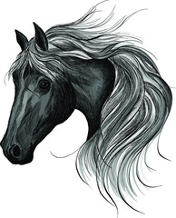 head of a black horse white mane vector