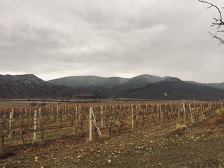 Fototapeta na wymiar vineyard in Crimea