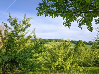 Summer landscape of orchard, with trees, fields, and rolling hills