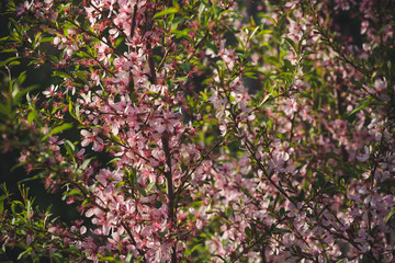 Blooming pink almonds close-up. Tender background.