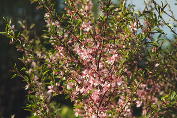Blooming pink almonds close-up. Tender background.