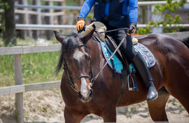 乗馬クラブの馬と乗る人