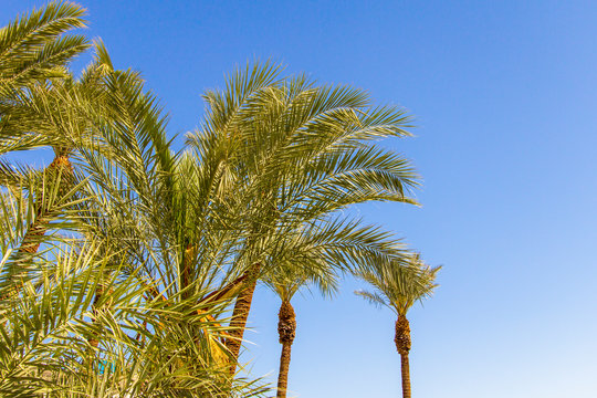 Tropical Palm Tree Background. Group of palm trees set against a sunny blue sky in horizontal orientation with copy space.