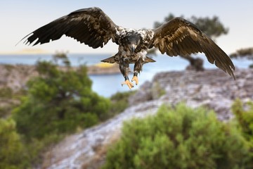 Eagle.