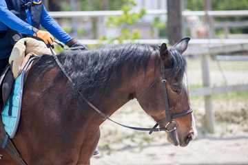 乗馬クラブの馬と乗る人