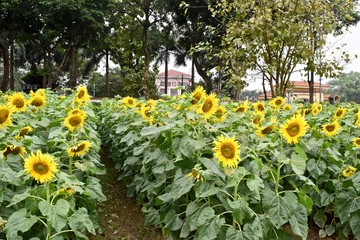 Fototapeta premium A lot of sunflowers in garden.
