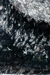 Nesting gulls on a rocky island in the Pacific Ocean