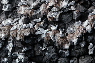 Nesting gulls on a rocky island in the Pacific Ocean