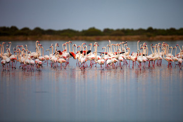 Naklejka premium Large flocks of Rosa Flamingo, Phoenicopterus roseus, on lakes in Sardinia