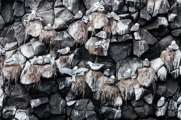 Nesting gulls on a rocky island in the Pacific Ocean