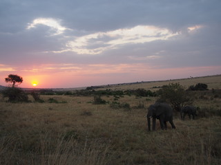 Fototapeta na wymiar Beautiful sunset and elephant grazing and walking in the plains of Masai Mara National Reserve during a wildlife safari, Kenya