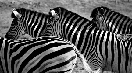 Zebras black and white, background