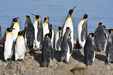 King penguins at Saint Andrew's Bay, South Georgia Island