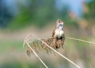 Great reed warbler bird ( Acrocephalus arundinaceus).Wildlife photo