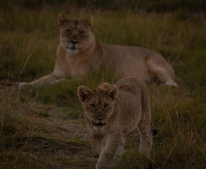 Fototapeta na wymiar Lion cub protected by mother South Africa