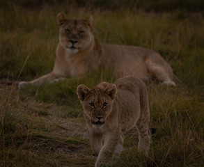 Obraz na płótnie Canvas Lion cub protected by mother South Africa