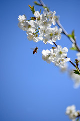 Honeybee (Anthophila) collecting nectar from a white cherry flower. Bee on cherry tree blossom. Blurred background