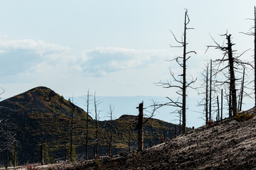 Dead Forest Near Plosky Tolbachik Volcano