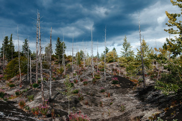 Dead Forest Near Plosky Tolbachik Volcano