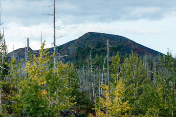 Dead Forest Near Plosky Tolbachik Volcano