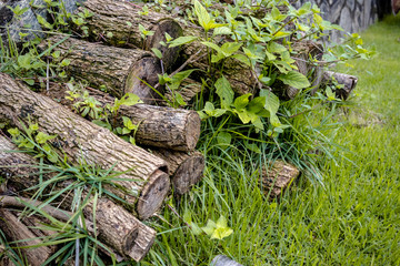 Fototapeta na wymiar Small logs of wood, to light a fireplace, stacked on the lawn, Areal, Rio de Janeiro, Brazil