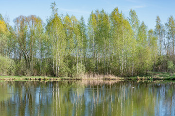 Fototapeta na wymiar Birch trees by the lake at spring day time.